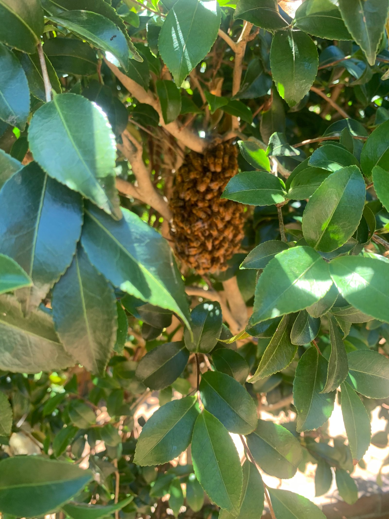 Swarm photo